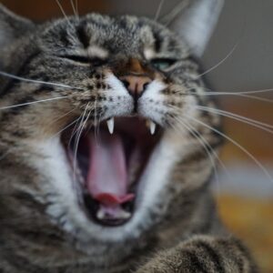 cat teeth