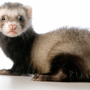 50 Minute Phone Session Animal Communication and or Personal Psychic Counseling