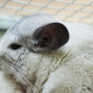 chinchilla