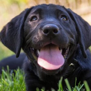 black lab